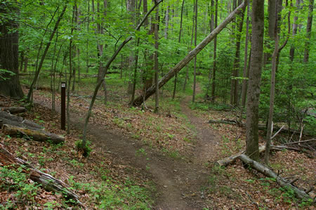 The trail splits. Take the trail to the left. It is marked.