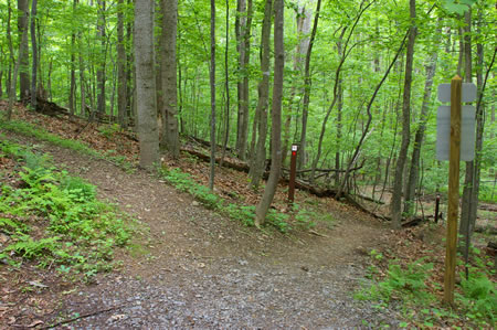 The hard surface trail splits into 2 dirt trails. Take the trail to the right down the hill.