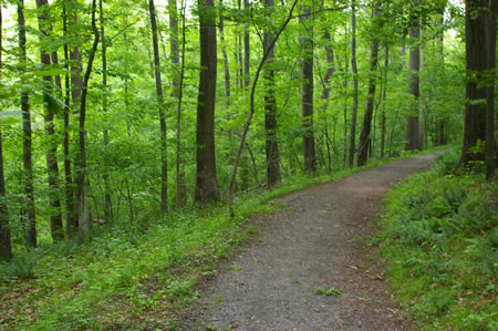 A dirt trail intersects from the left. Continue on the hard surface trail as it makes its way well above the creek below.