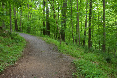 A dirt trail intersects from the right. Continue straight on the hard surface trail well above the creek below.