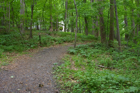 The trail curves back towards the creek with houses on the left.