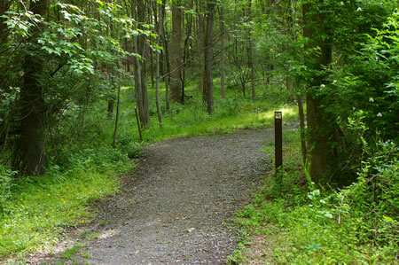 A dirt trail intersects from the left. Turn left to follow that trail.