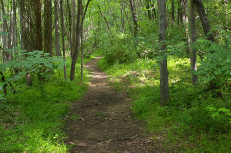 The dirt trail is narrower that the hard surface trail.