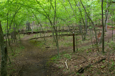 Turn right at the next dirt trail intersection.