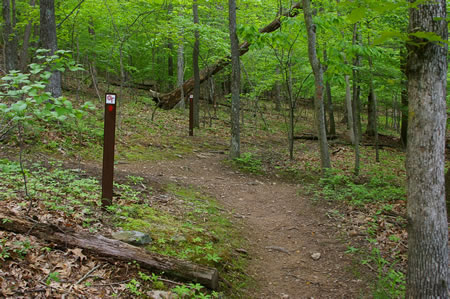 The trail crosses another trail. Go straight on the current trail. The other trail is partially hidden by the tree on the right.