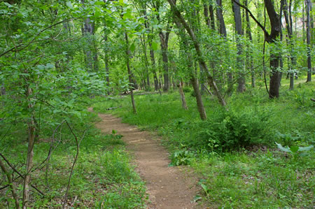 This shows the next section of trail on the other side of the stream if you decide to keep going.