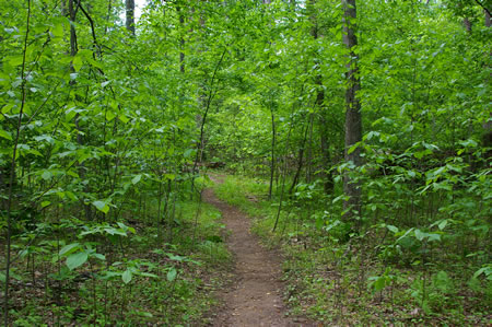 The trail enters the woods.