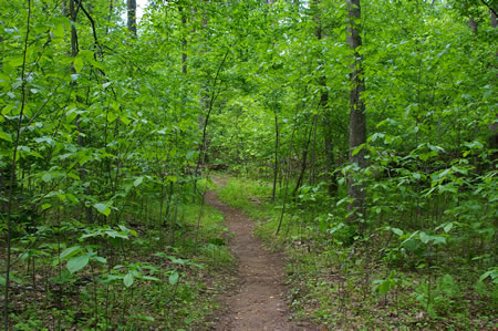 The trail enters the woods.