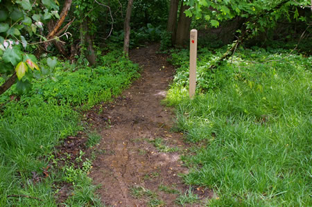 Follow the dirt trail into the woods. The first 30 feet may be muddy at times.