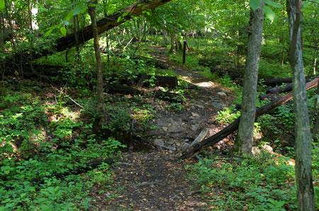 The trail crosses a narrow stream.