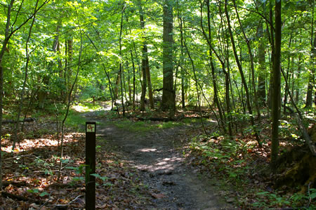 A dirt trail intersects from the right. continue straight on the present trail.
