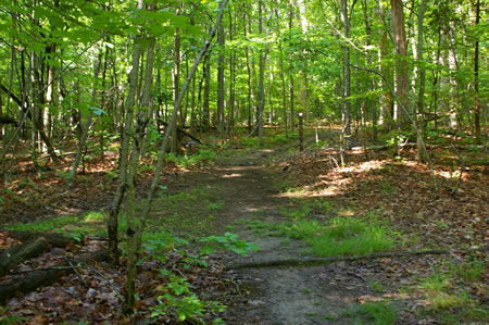 A dirt trail intersects from the left. Continue straight on the present trail.