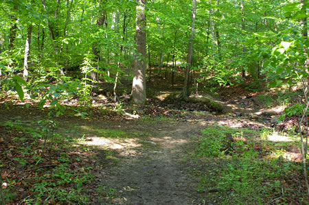 The trail comes to an intersecting trail from the left and a stream crossing. Make the stream crossing.