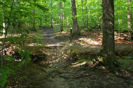 The trail crosses a stream.