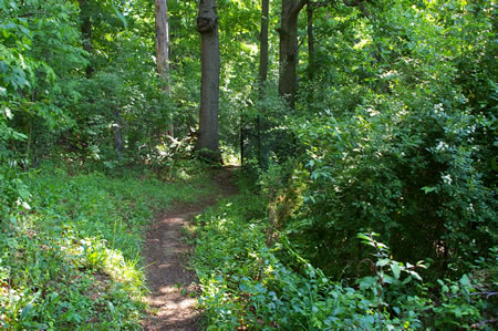 The fence is hidden behind the bushes as the trail turns at a corner of the golf course.