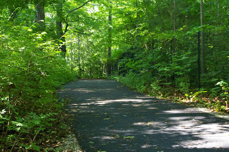 The asphalt trail follows the fence through the woods.