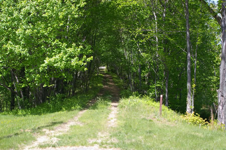 The trail enters a wooded section next to the access road.