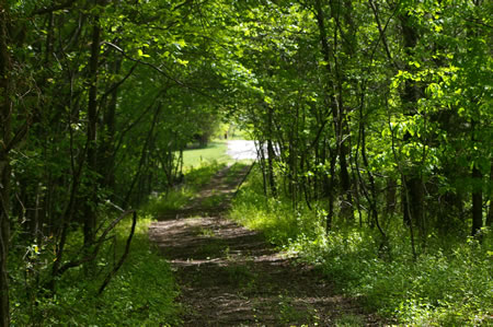 The trail enters a short stretch of wooded area.