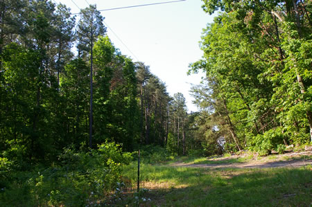 At the top of the hill continue straight in the clearing to follow the power lines through the trees.