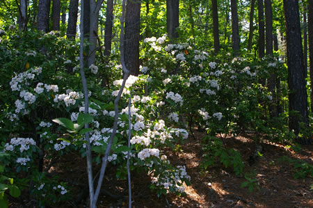 Mountain Laurel in bloom here.