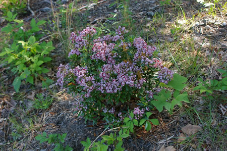 Mountain Laurel in Occoquan Park