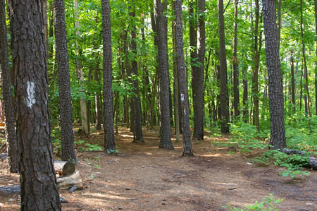 Walk back to the trail split and take the trail to the right. Notice the white markings on the trees.