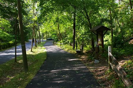 A side trail goes up the steps to the right. Continue on the present trail.