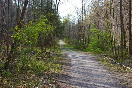 A trail intersects from the left. Continue straight on the present trail.