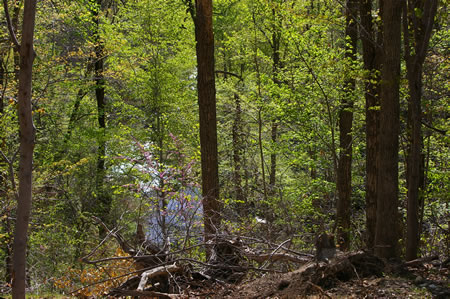 Pohick Creek can be seen below on the left side of the trail.