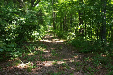After a very short distance the trail turns left and passes through the woods.