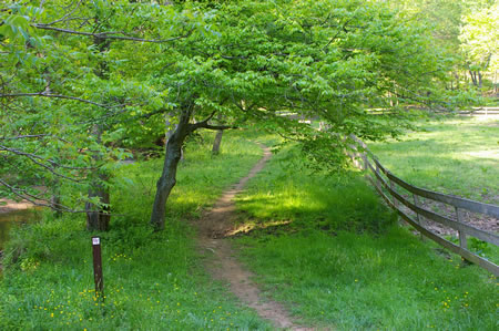 Turn left to follow the CCT with Difficult Run on your left.