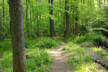 The trail turns right to follow Difficult Run.