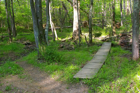 Just prior to the boards shown the trail turns left to cross a very narrow creek.