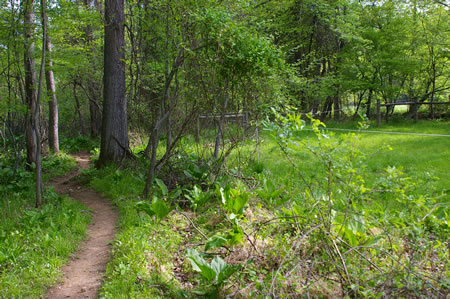 The trail leaves the pasture on the right.