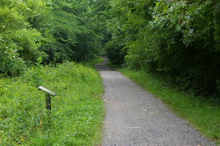 The trail enters a wooded section.