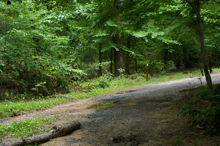 A trail intersects from the left. Turn right as the trail follows Accotink Creek on the left.