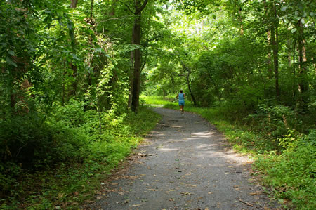 The trail passes through the trees and shortly intersects with the CCT. Keep to the left at the trail intersection and follow the directions from point 6.