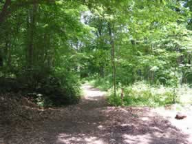 The service road  leads into a narrow natural surface trail curving to the left and going down the hill.