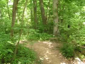 A trail intersects at the bottom of the hill.