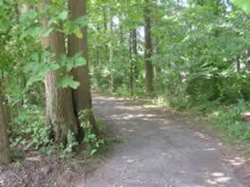 There will be several natural surface trails intersecting on your left.  Turn left on the trail opposite the space between 2 tennis courts on your right.  This trail has a stone surface for a short distance.