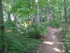 Turn to the right to follow the intersecting trail.  The baseball field should be on your left for a short distance.