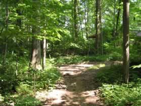 A dirt trail intersects from the right.  Continue straight on the present trail.