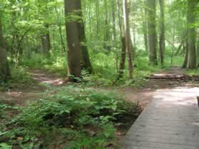 After crossing the bridge take the middle of the 3 trails.  A blue blaze marks the correct trail.