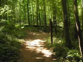 Turn right to follow the next intersecting trail.