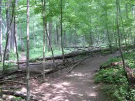 Branches have been placed across the next intersecting trail to the left.  It has been closed to the public.  Continue on the trail to the right as it leads to the same place.
