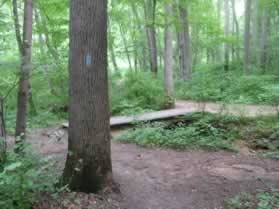At the next trail intersection take the bridge across the stream.