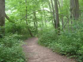 After crossing the bridge turn left to follow the trail along the creek.