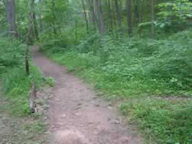A narrow steep trail intersects from the right.  Continue straight on the present trail.