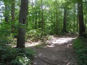 A short distance later another trail intersects from the left.  Continue straight on the present trail.