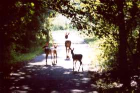 These deer were seen adjacent to Deer Point Way.